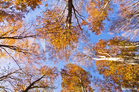 Bild på Orange colored top of the trees against a blue sky on a sunny autumn day Serbia